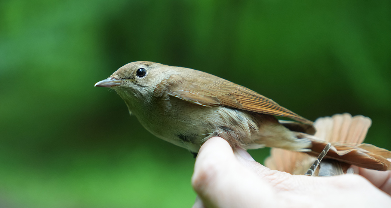 Bülbülün göç sırrı ortaya çıkıyor