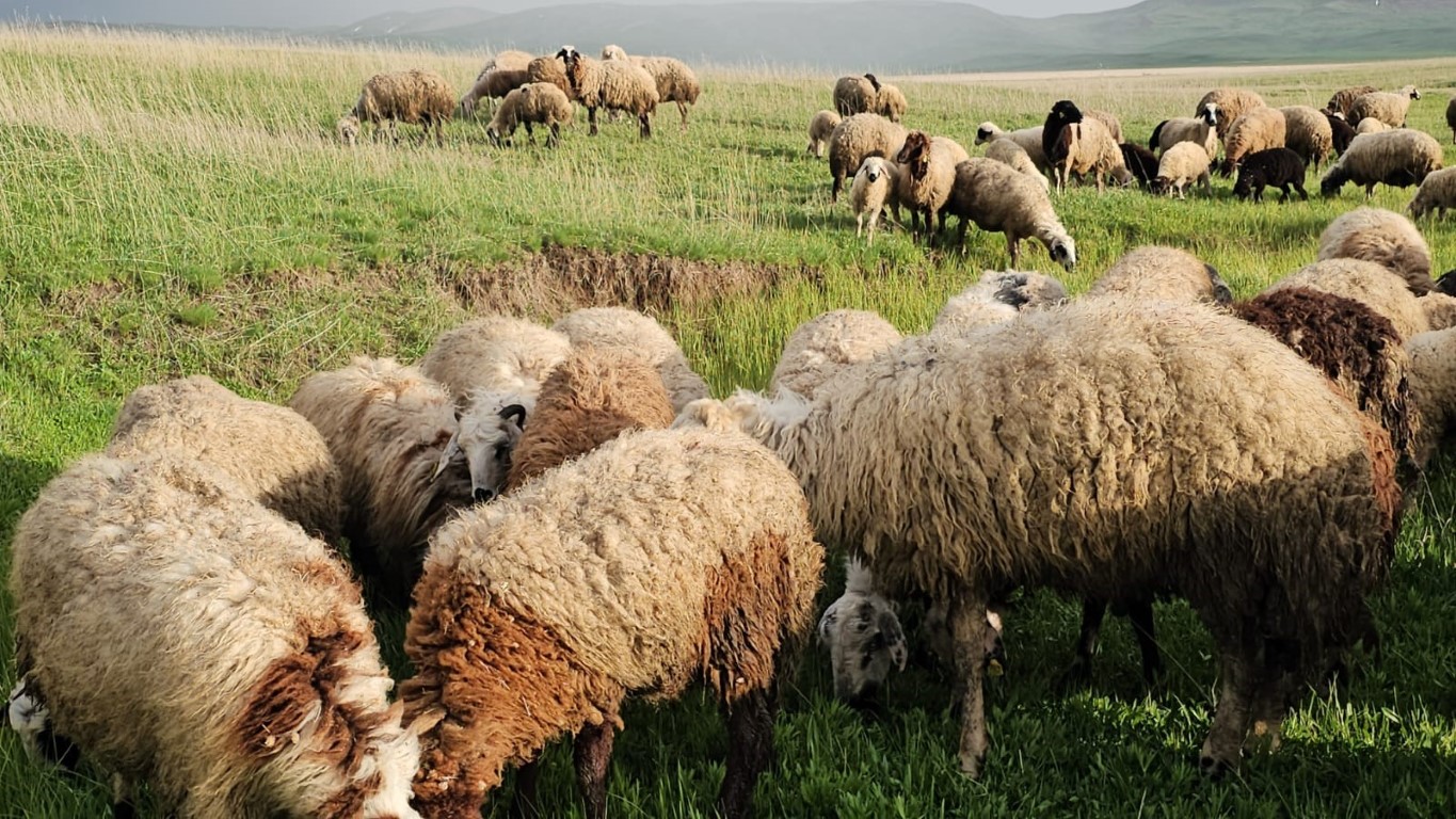 Adilcevaz’da yayla zamanı: Besiciler 7 aylık göçe başladı