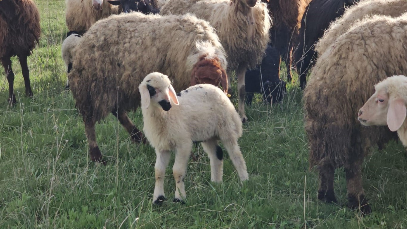Adilcevaz’da yayla zamanı: Besiciler 7 aylık göçe başladı