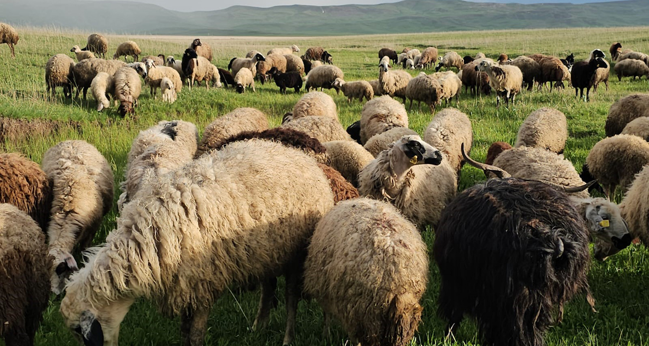Adilcevaz’da yayla zamanı: Besiciler 7 aylık göçe başladı