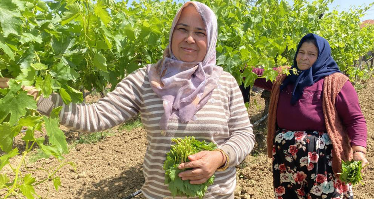 Yaprağı meyvesinden daha çok kazandırıyor