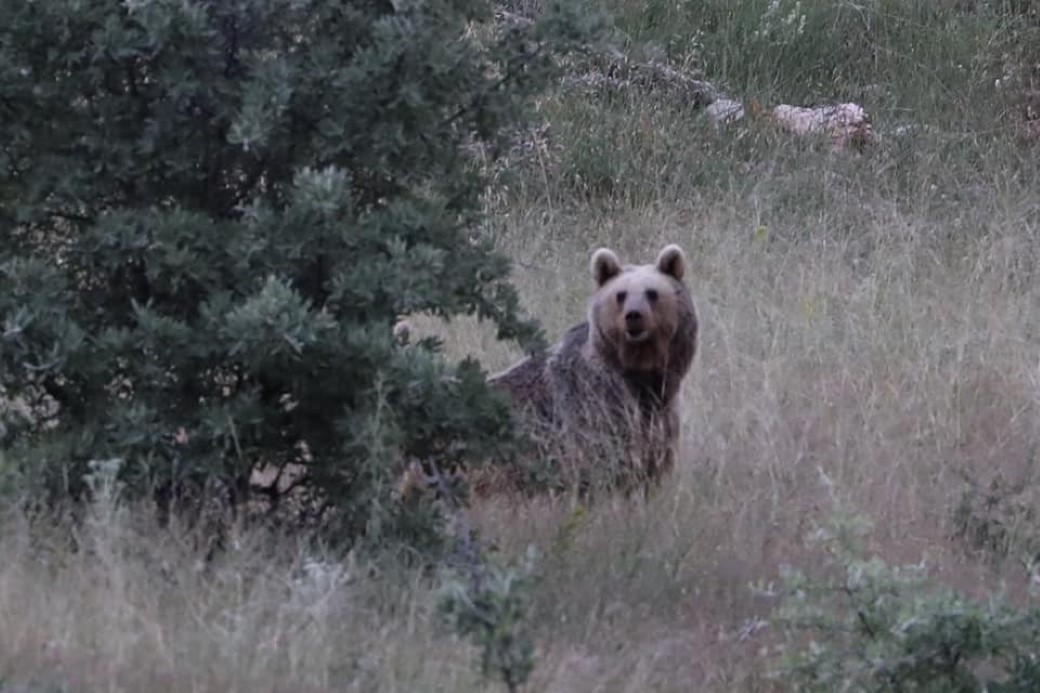 Bayburt’ta bir bozayı yiyecek bulamayınca etrafa saldırdı:  Aç ayı köy camisinin yemekhanesini ve çay ocağını dağıttı