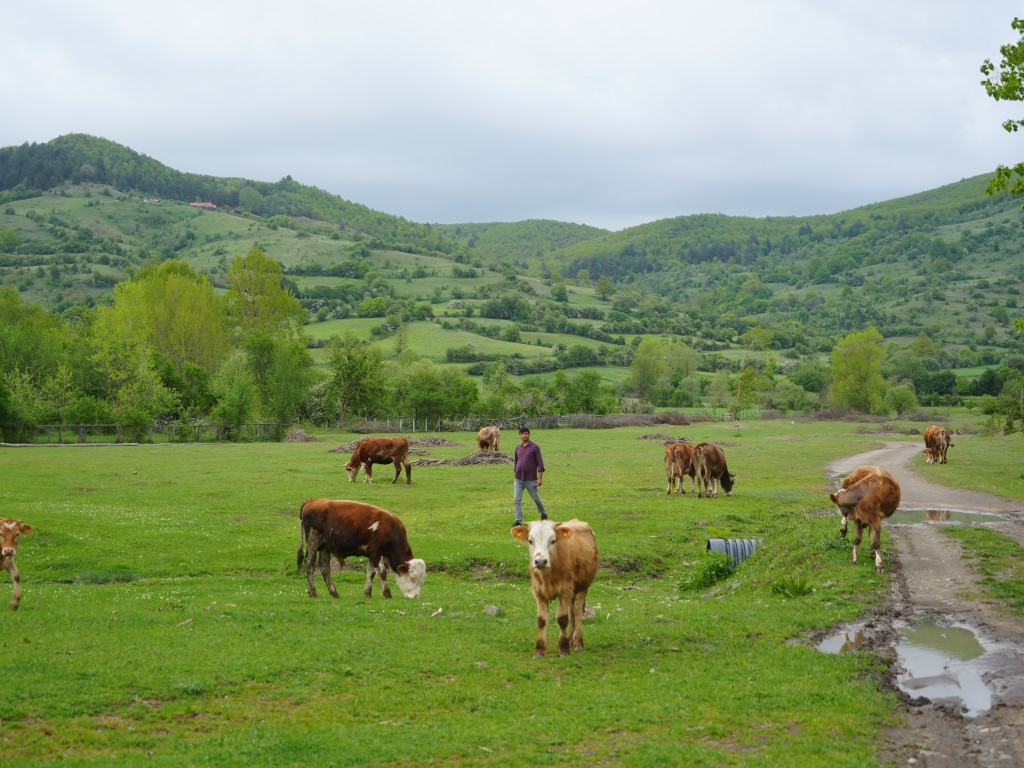 Şehir hayatından bıktı, döndüğü köyünde hayvancılığa başladı