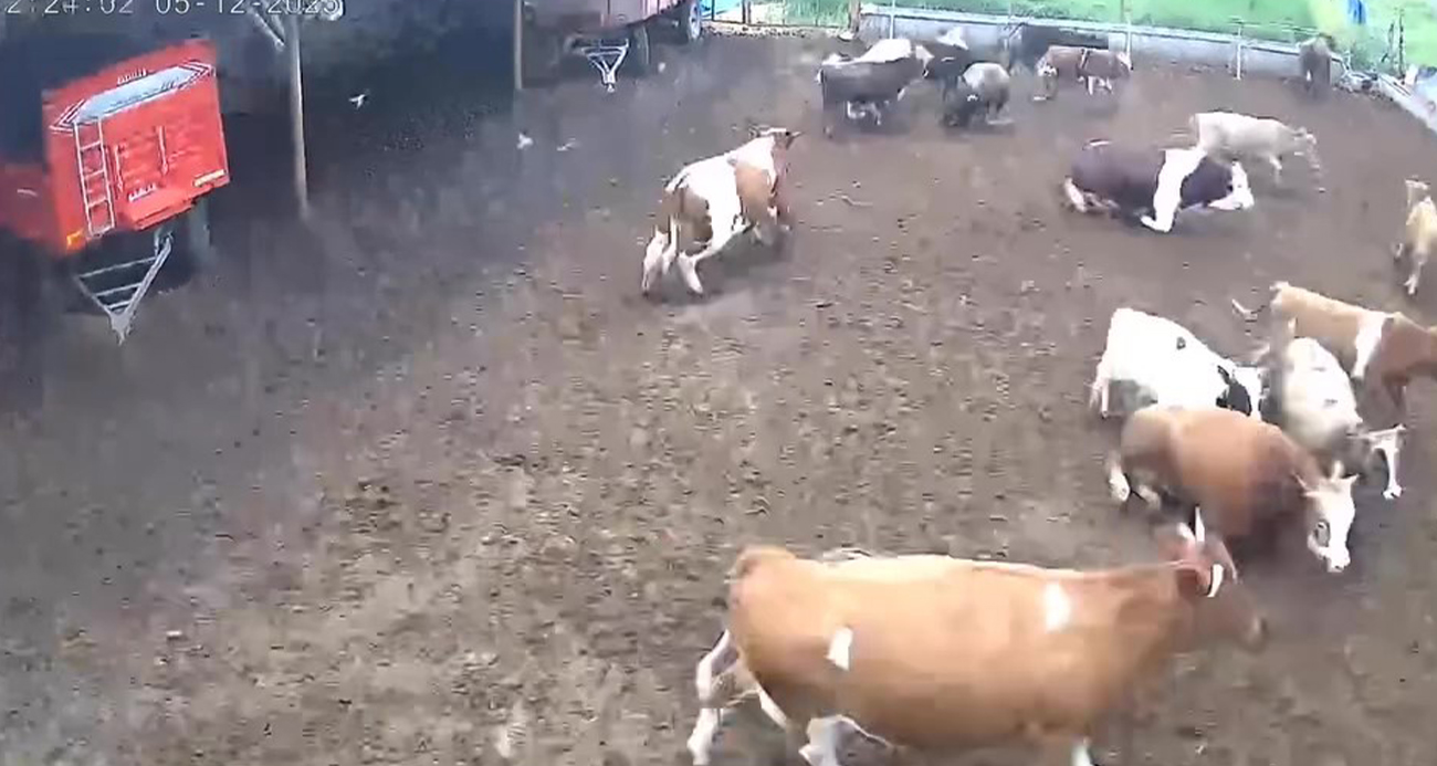 Panikle kaçıştılar!