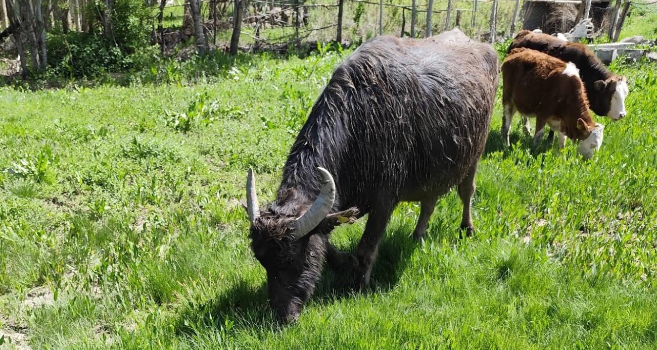 Malazgirt’ten kaçan manda Patnos’ta ortaya çıktı; 50 kilometre yürümüş, Murat Nehri’ni geçmiş