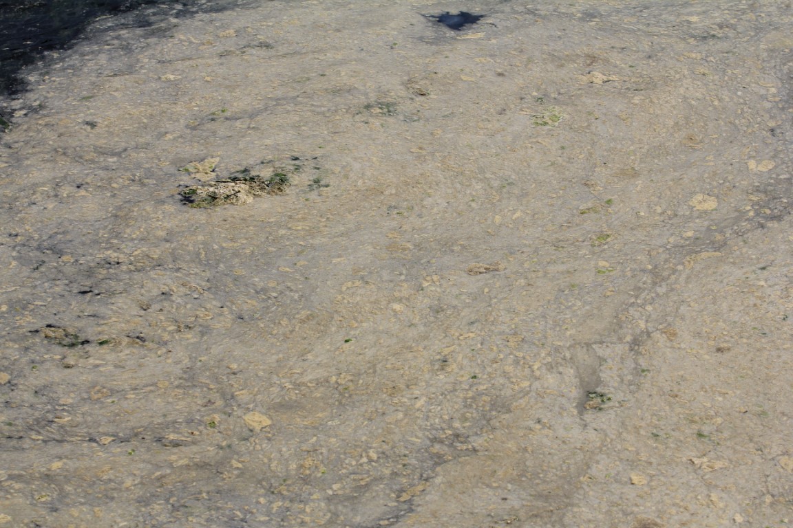 Müsilaj balıkçılara ağır darbe vurdu...