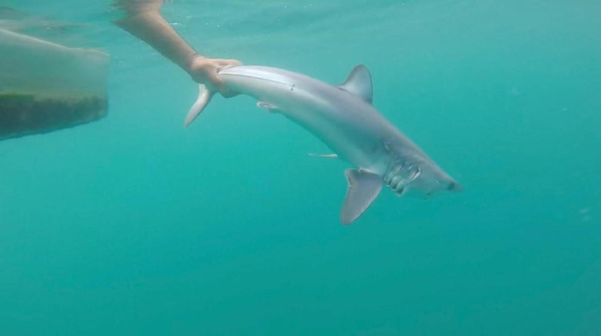 Oltasına köpek balığı takıldı, yeniden denize bıraktı