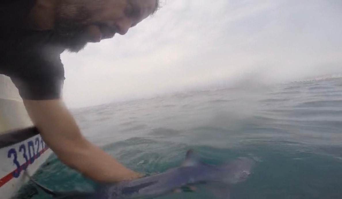 Oltasına köpek balığı takıldı, yeniden denize bıraktı