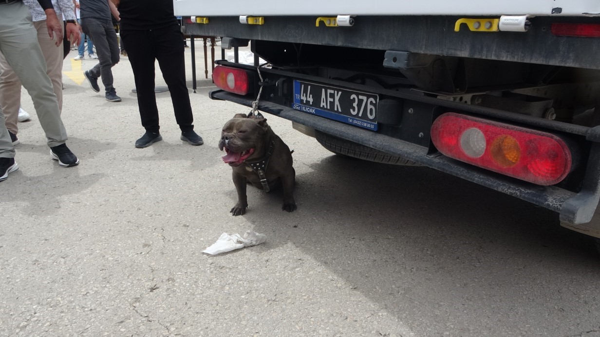 Malatya’da etkinlikte pitbull dehşeti: Bir kadın yaralandı