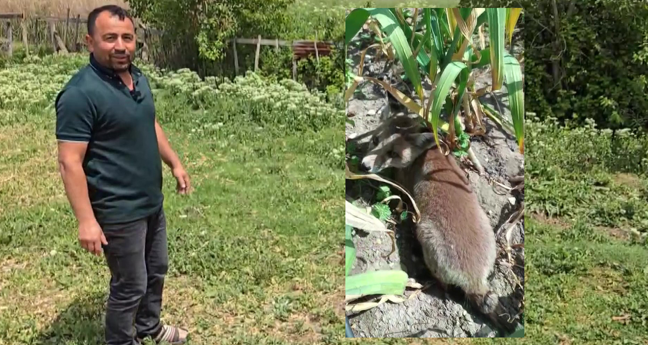 Bahçesine giren tilkiye böyle seslendi: "Kanun namına teslim ol"