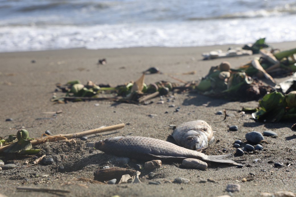 Aşırı yağışla birlikte denize sürüklenen binlerce tatlı su balığı, tuzlu suda telef oldu