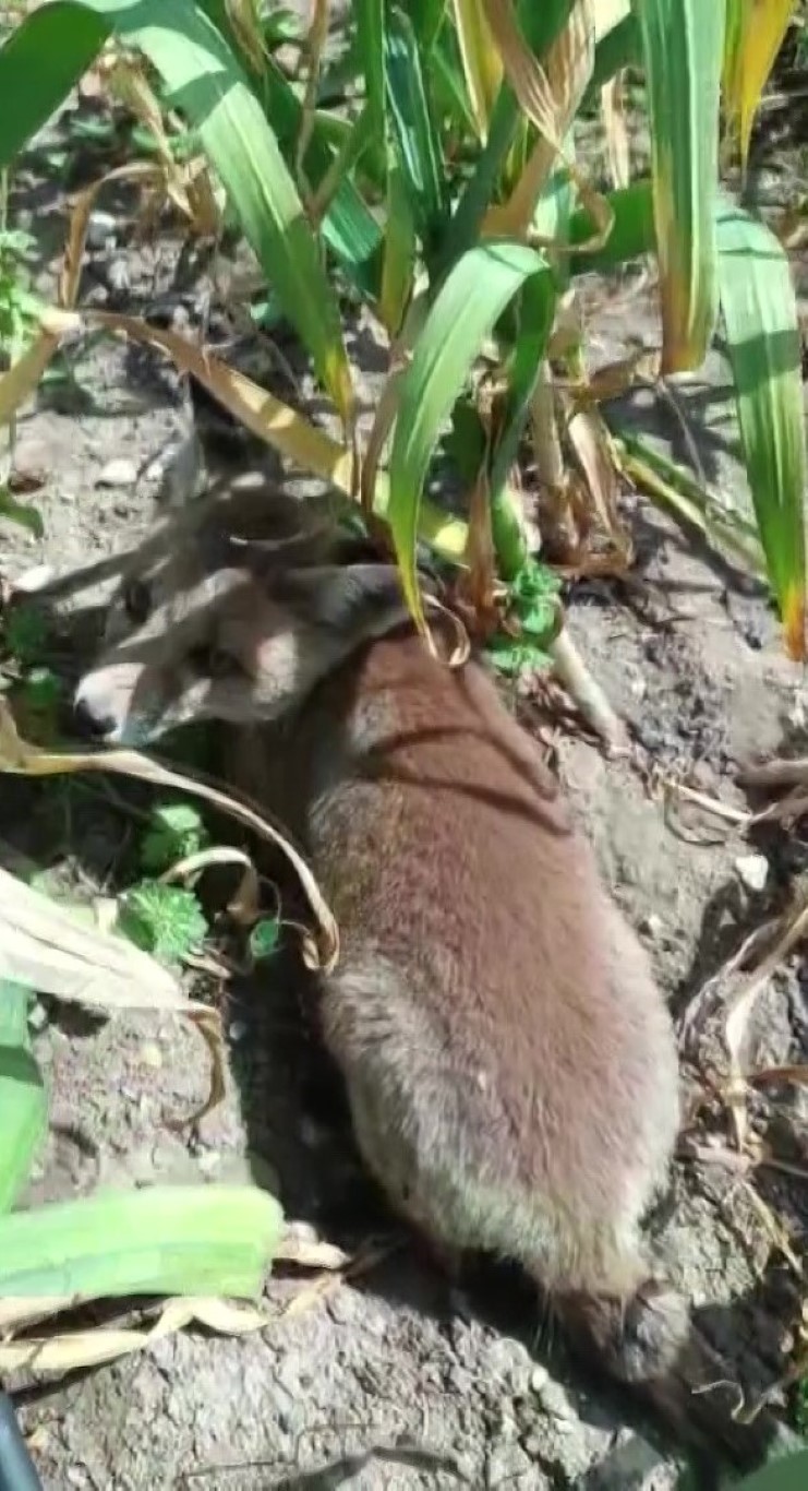 Bahçesine giren tilkiye böyle seslendi: