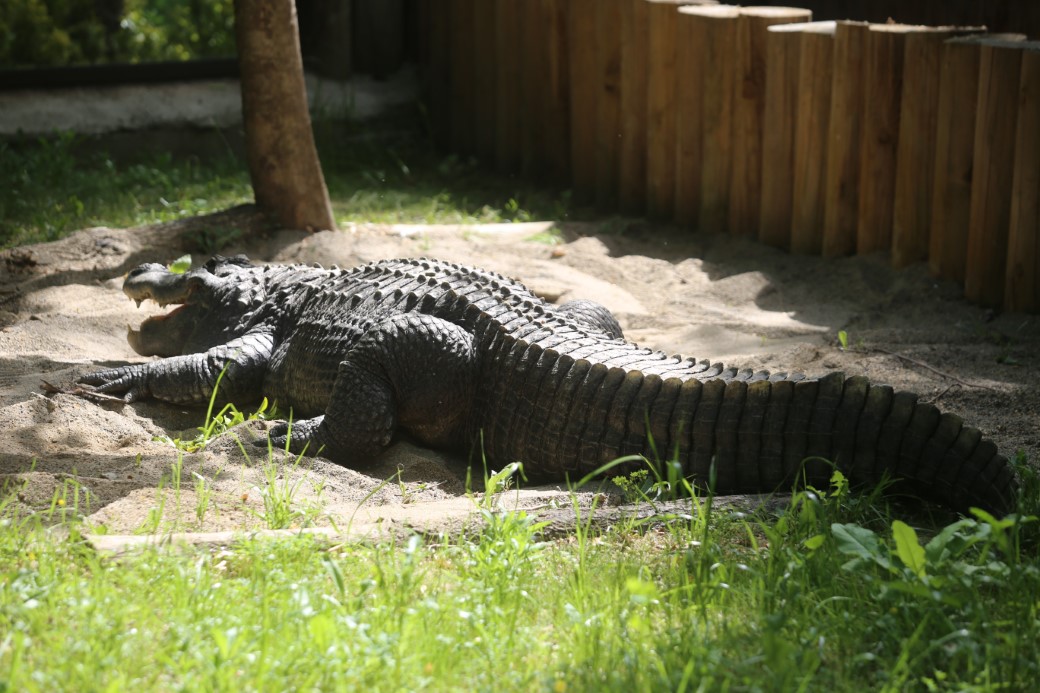 Bursa Hayvanat Bahçesi üyesi timsahın güneş banyosu keyfi görüntülendi
