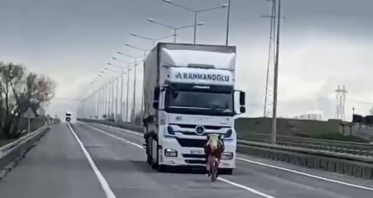 Erzurum’da tosun karayoluna çıktı