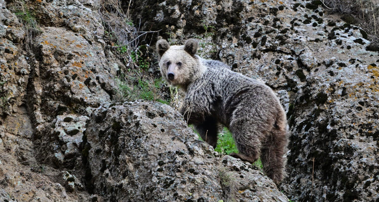 Ayı saldırısından köpekler sayesinde kurtuldu