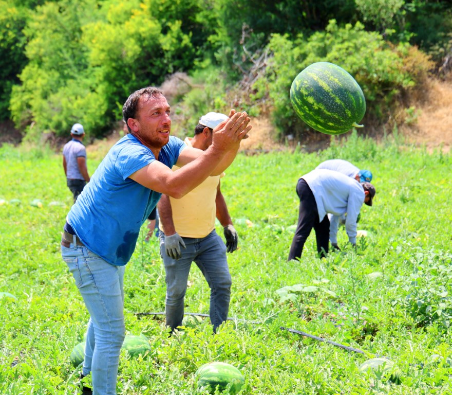 Tescilli Adana karpuzunda hasat başladı: Kilogramı 20-24 lira