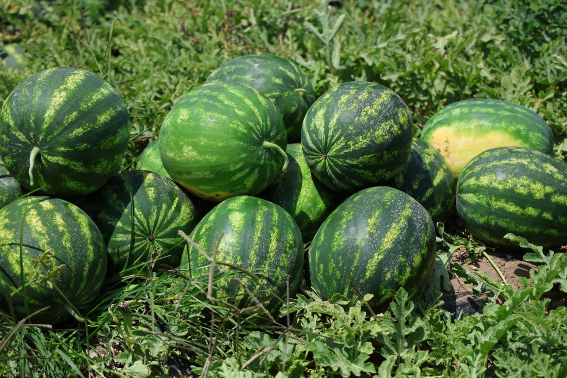 Tescilli Adana karpuzunda hasat başladı: Kilogramı 20-24 lira
