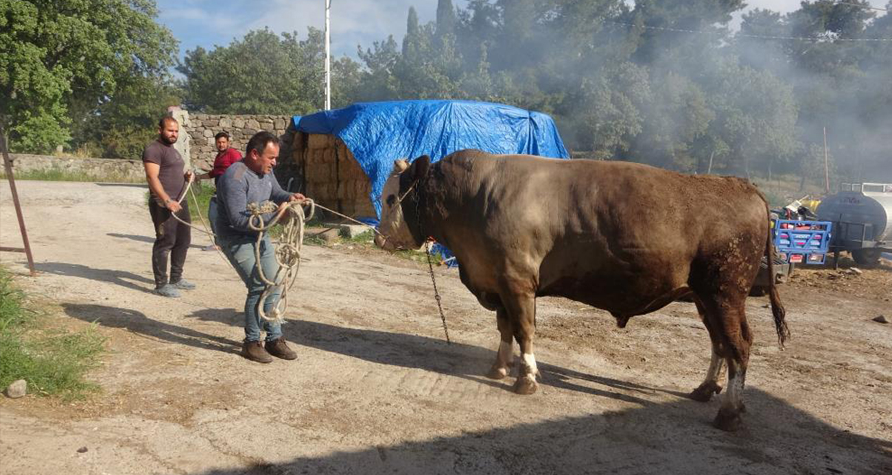 1.5 tonluk "Fatih" isimli boğa alıcısını bekliyor