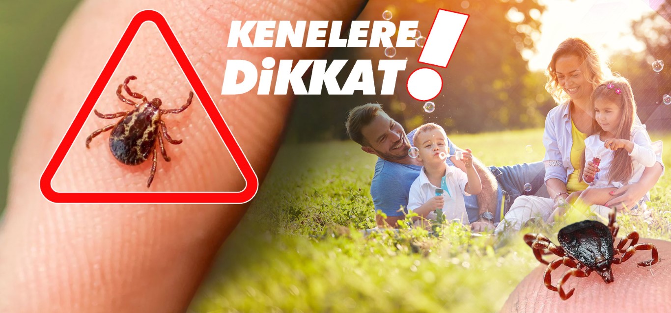 Havaların ısınmasıyla birlikte kenelerle temas riski arttı