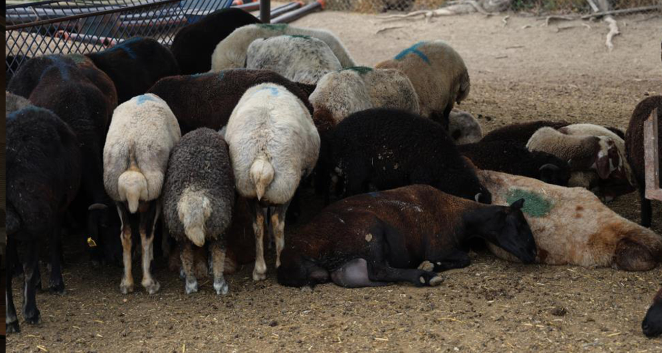 Meraya dökülen zehir 77 koyunu telef etti, onlarca kuzu annesiz kaldı