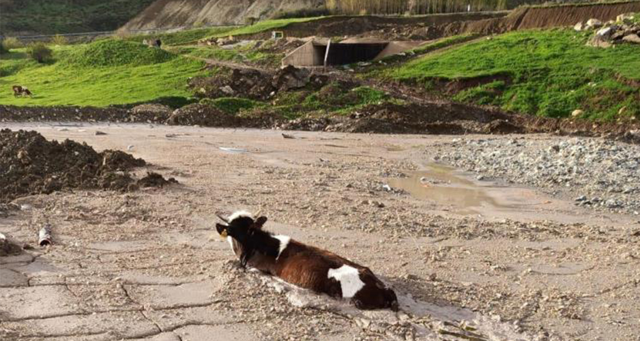 Bayburt Group İnşaat firmasının döktüğü beton yığınına, kurbanlık düve saplandı
