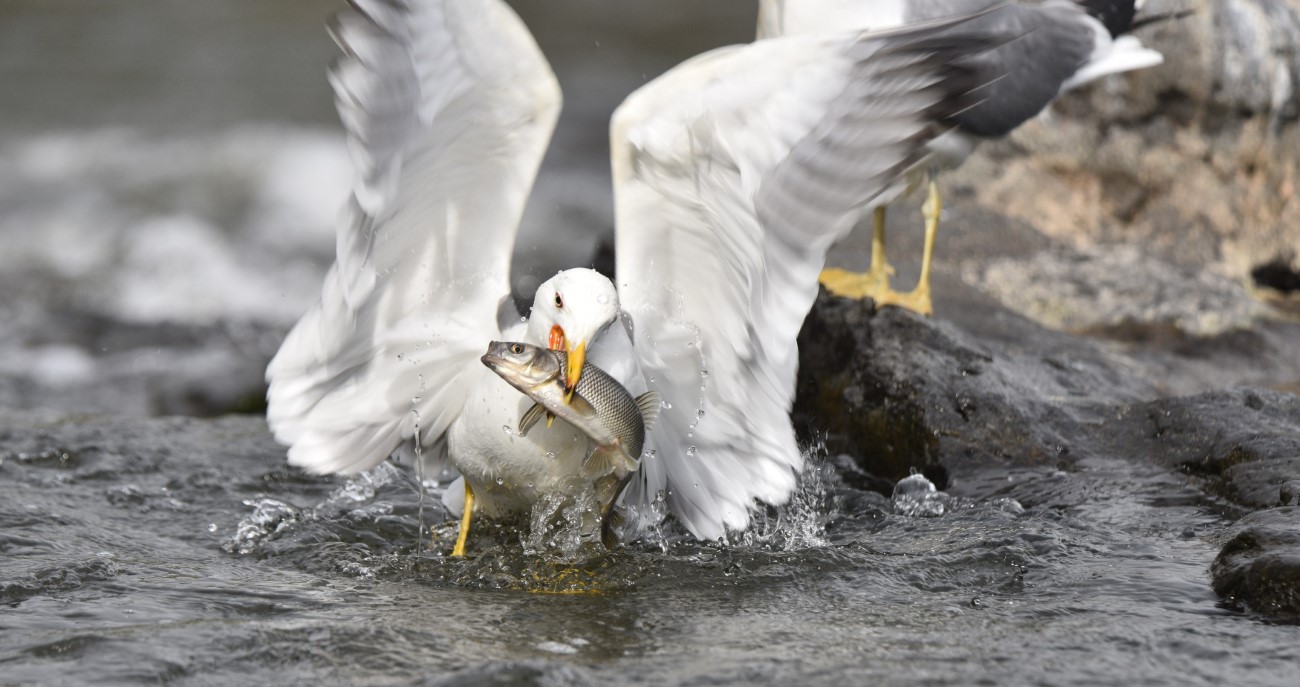 Martıların balık avı