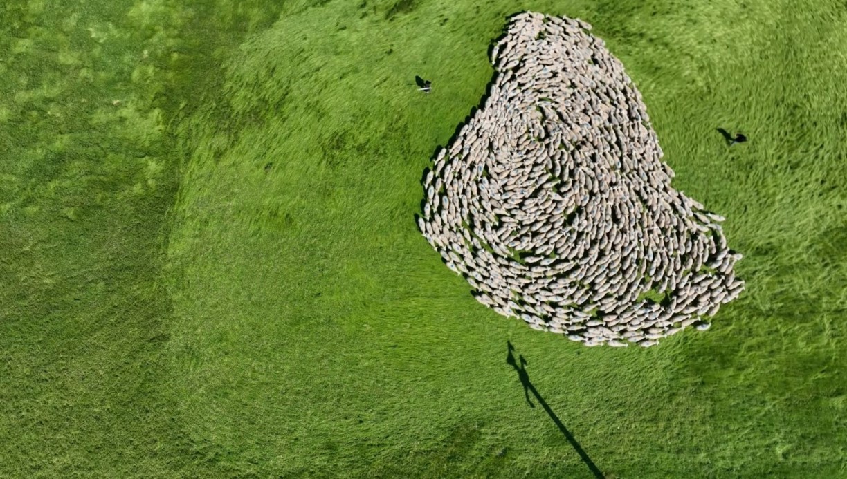 Bursa meralarında binlerce koyundan görsel şölen...