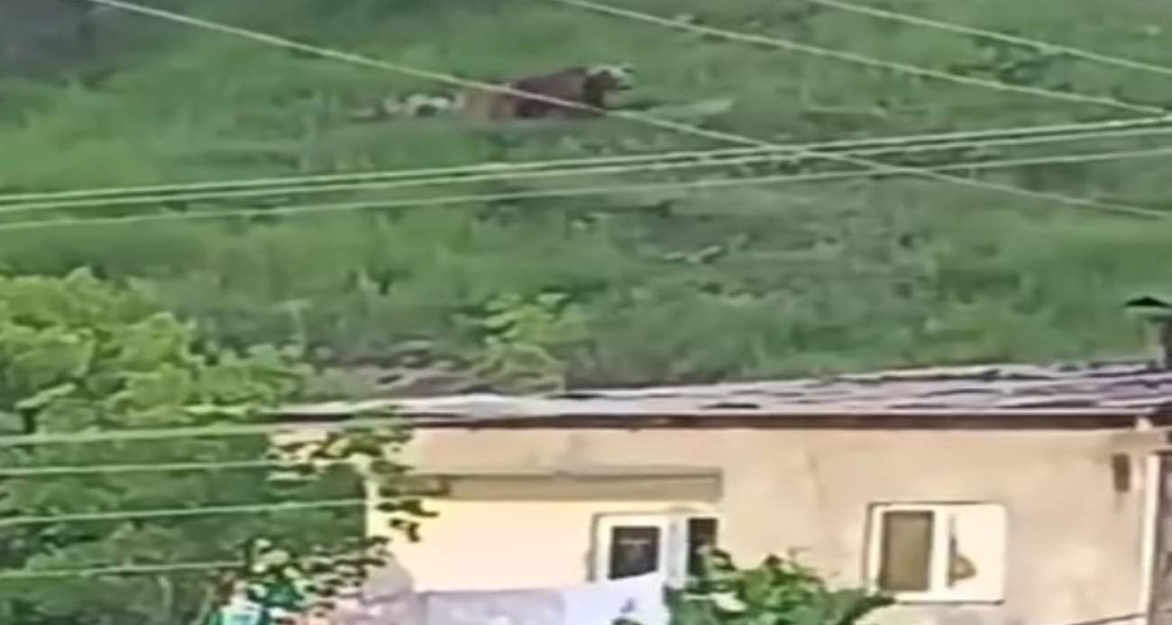 Gümüşhane’de gündüz vakti şehrin merkezine inen ayı, paniğe yol açtı