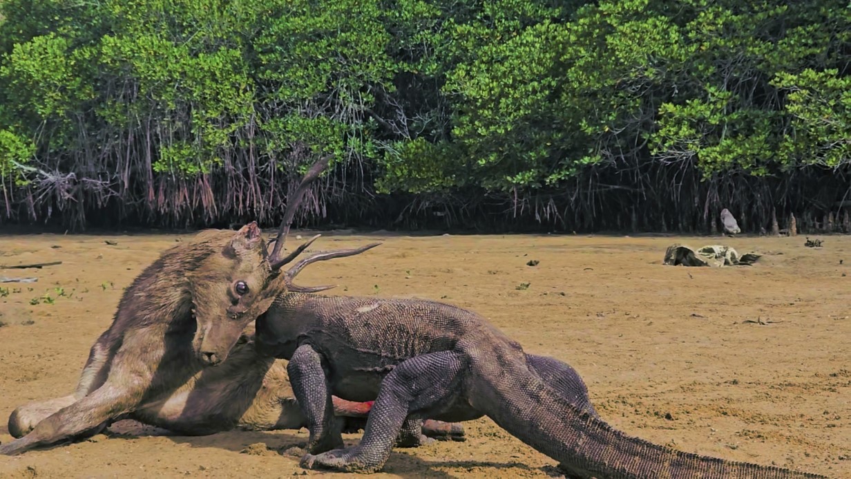 Türk belgesel ekibi komodo ejderinin saldırısında kolu ampute olan çocuğun tedavisini üstlenmek istiyor