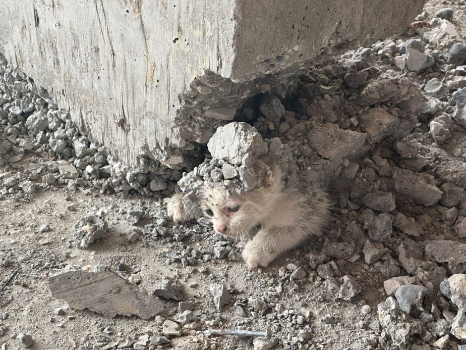 Şanlıurfa’da akıl almaz olay: Kalıbın içerisine giren kedinin üzerine beton döküldü