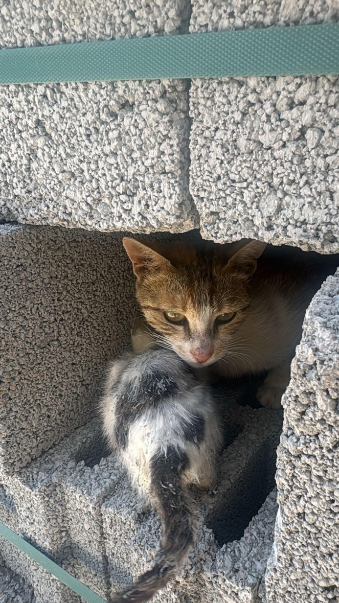 Şanlıurfa’da akıl almaz olay