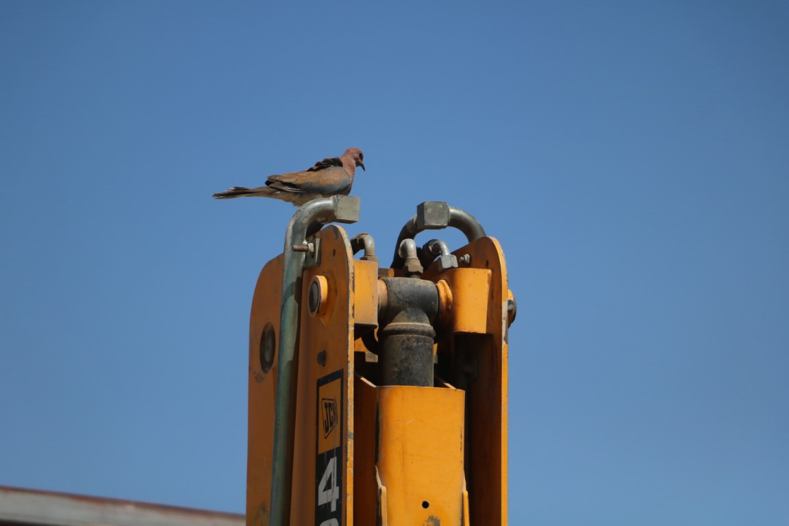 Binlerce liralık kaybı göze alan operatör, kumru yuvası bozulmasın diye 17 gündür kepçesine kontak vurmadı