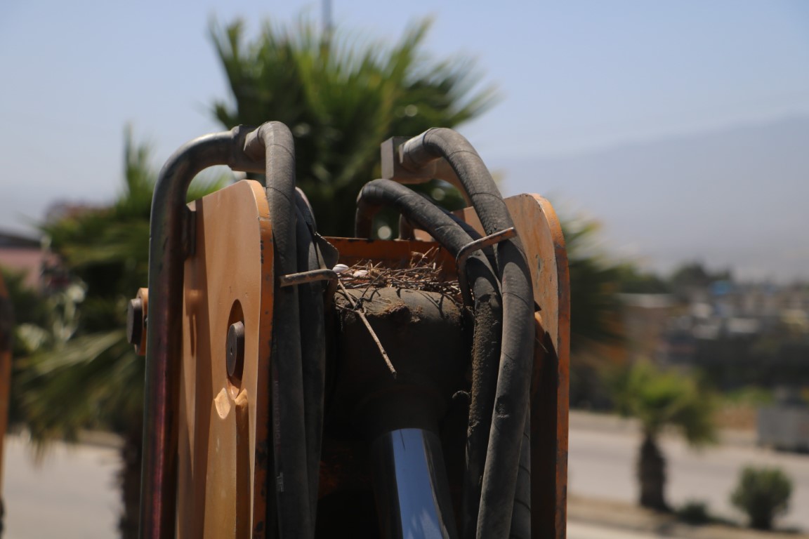 Binlerce liralık kaybı göze alan operatör, kumru yuvası bozulmasın diye 17 gündür kepçesine kontak vurmadı