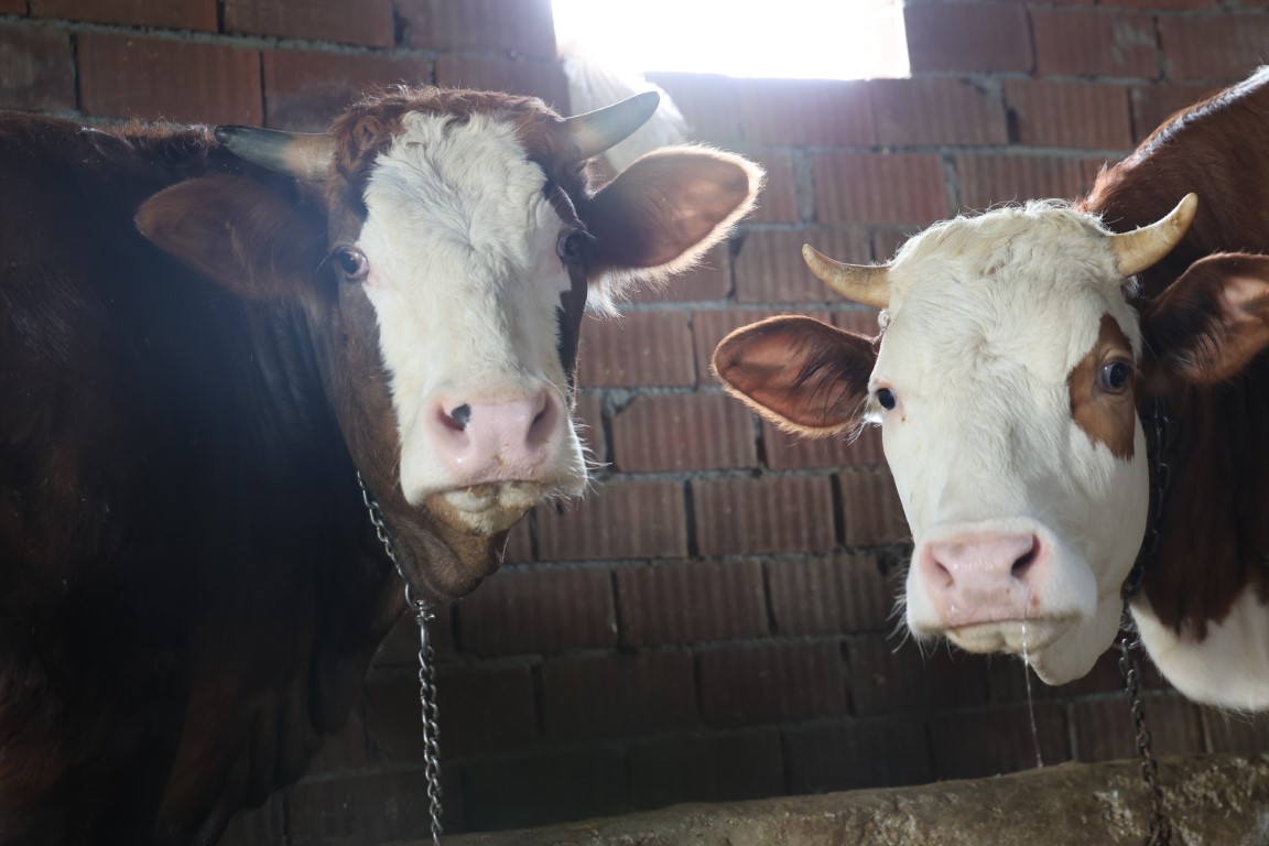Elazığ’da 75 yaşındaki emekli polisin kurbanlık pazarlığı yüzleri güldürdü