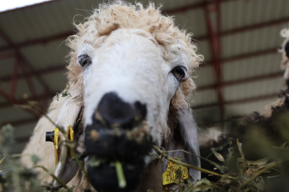 Elazığ’da 75 yaşındaki emekli polisin kurbanlık pazarlığı yüzleri güldürdü