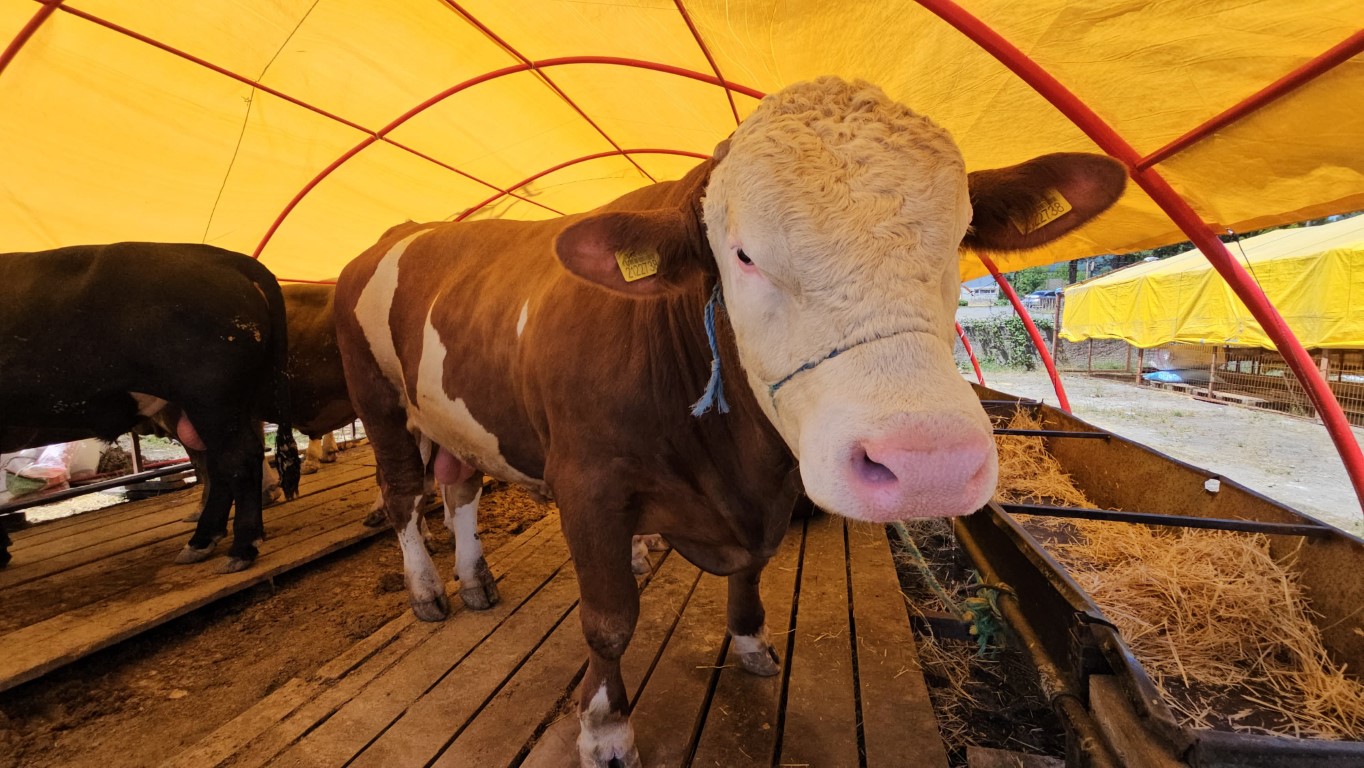 Pazarın yıldızı ‘Yıldız’ oldu; 850 kiloluk kurbanlık 285 bin TL’ye satıldı