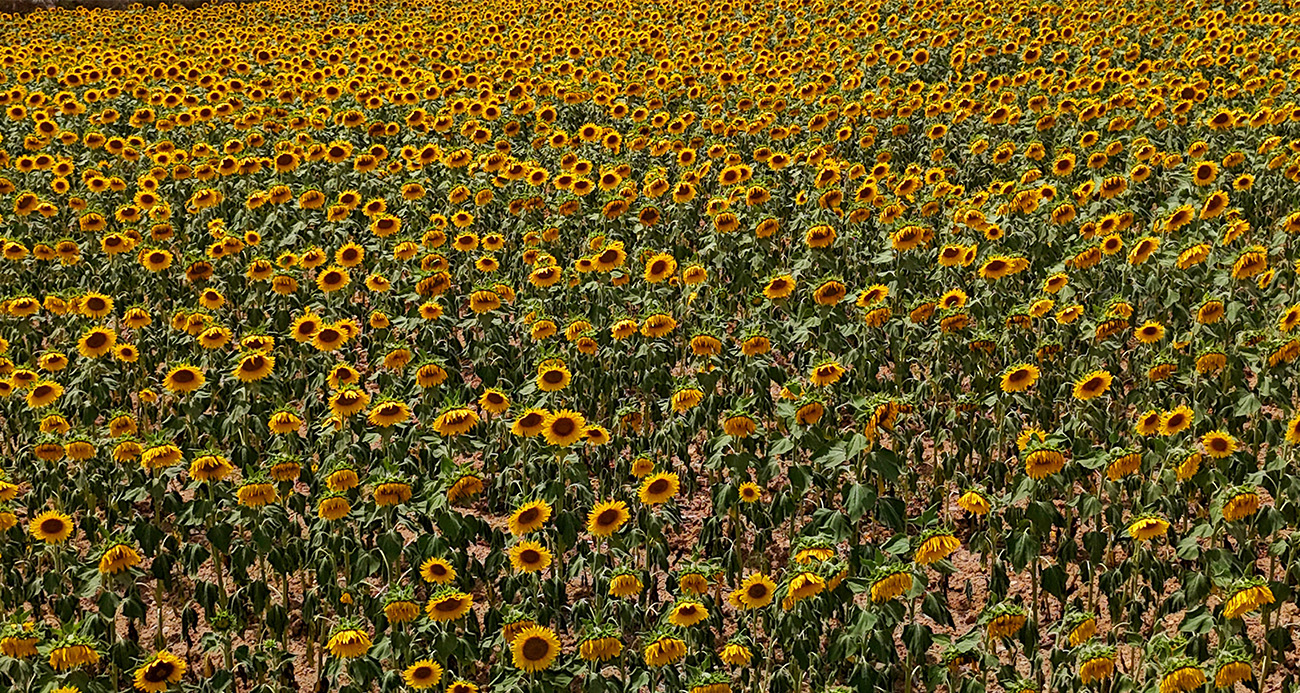 Tarlalarda görsel şölen: Ayçiçekler tarlaları sarıya boyadı