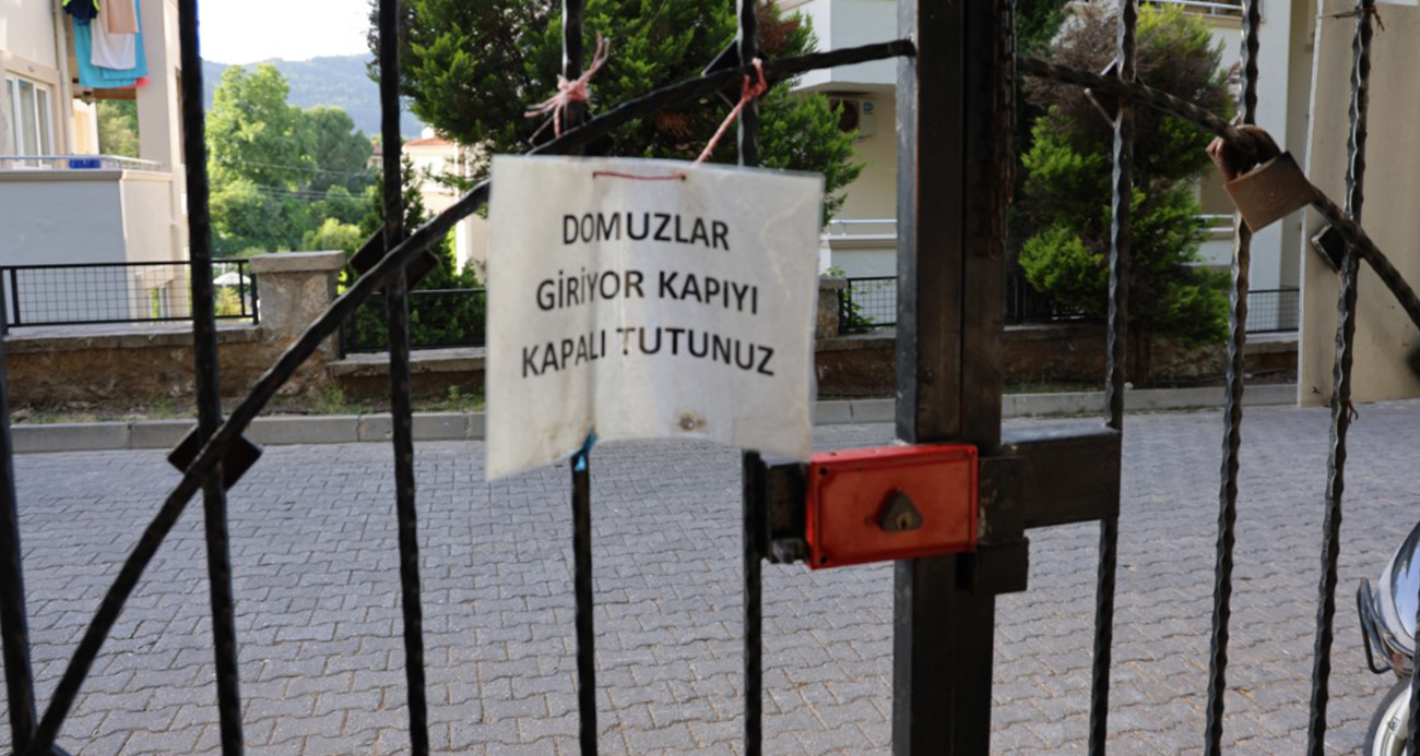 Marmaris’te vatandaşı canından bezdiren domuzlar, şimdi de mezarları tahrip etmeye başladı