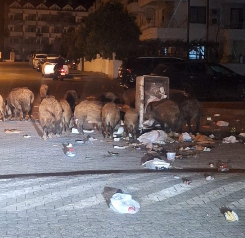 Marmaris’te vatandaşı canından bezdiren domuzlar, şimdi de mezarları tahrip etmeye başladı