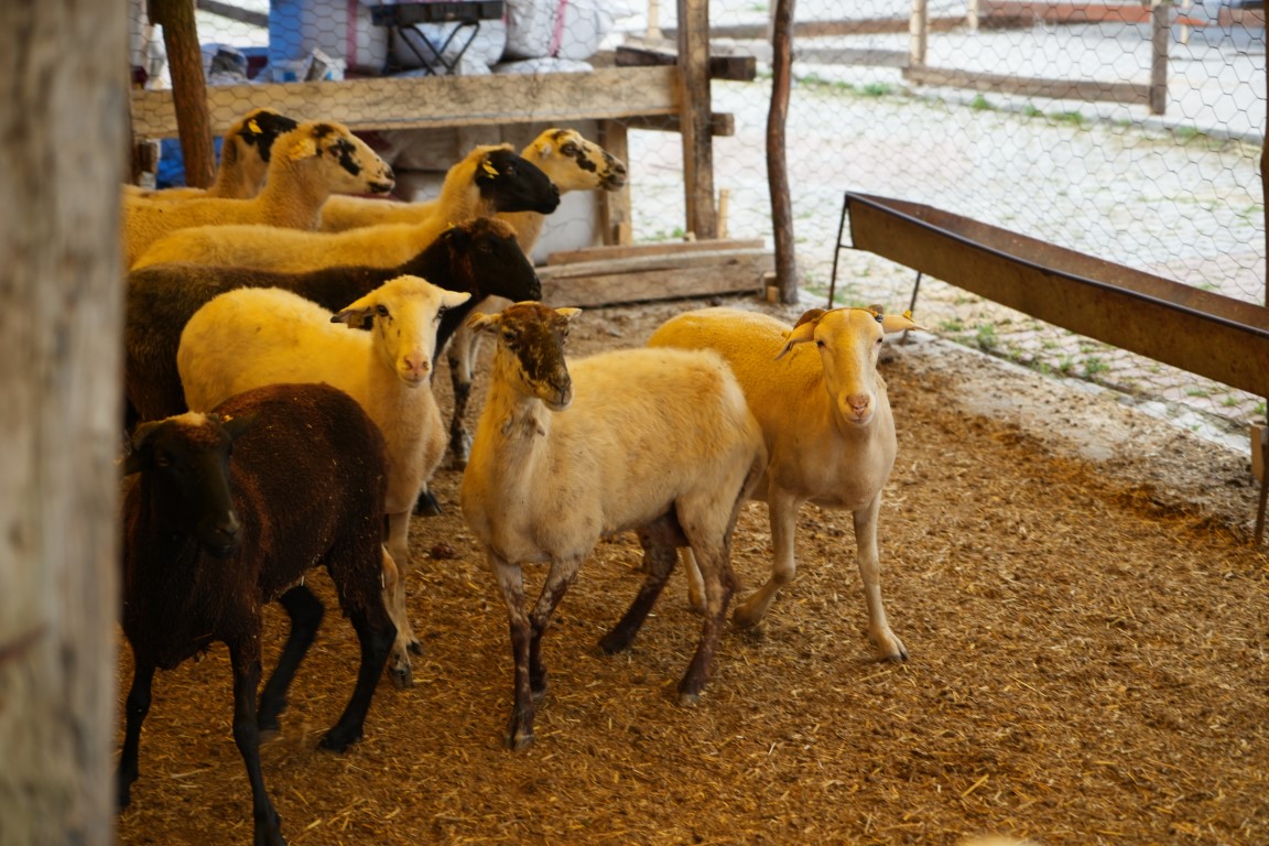 Kurban pazarı yüzleri güldürdü: 