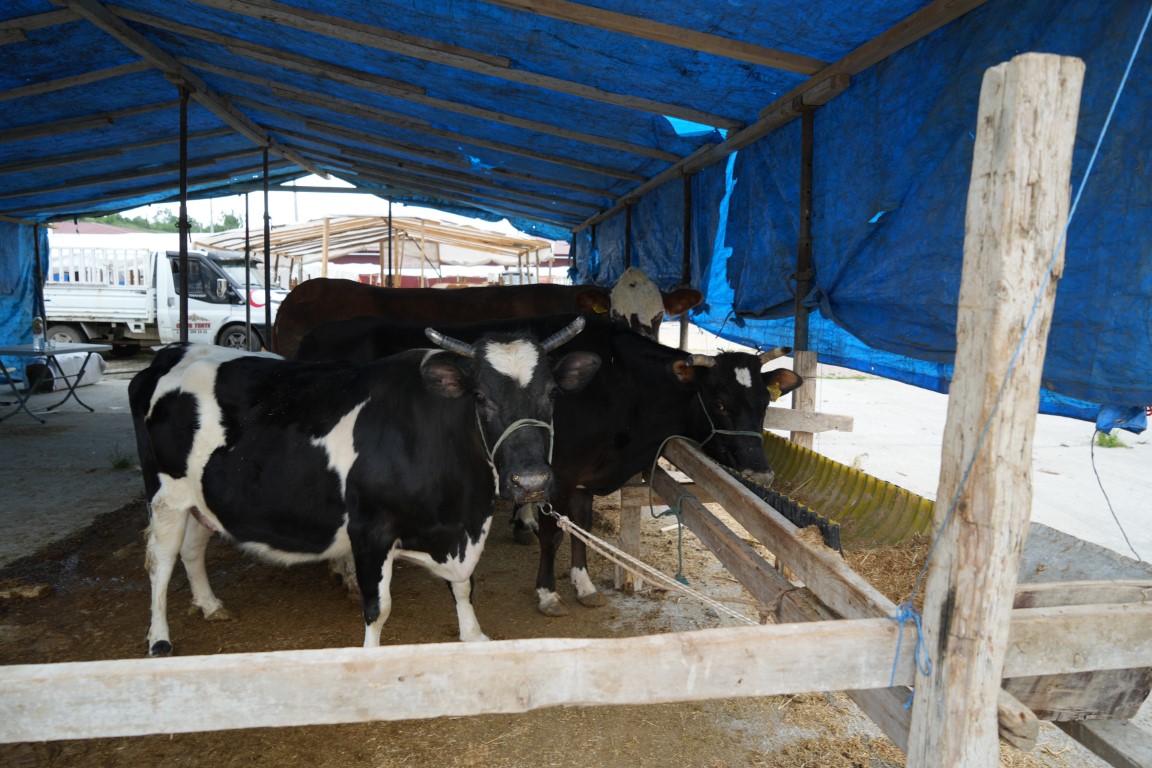 Kurban pazarı yüzleri güldürdü: 