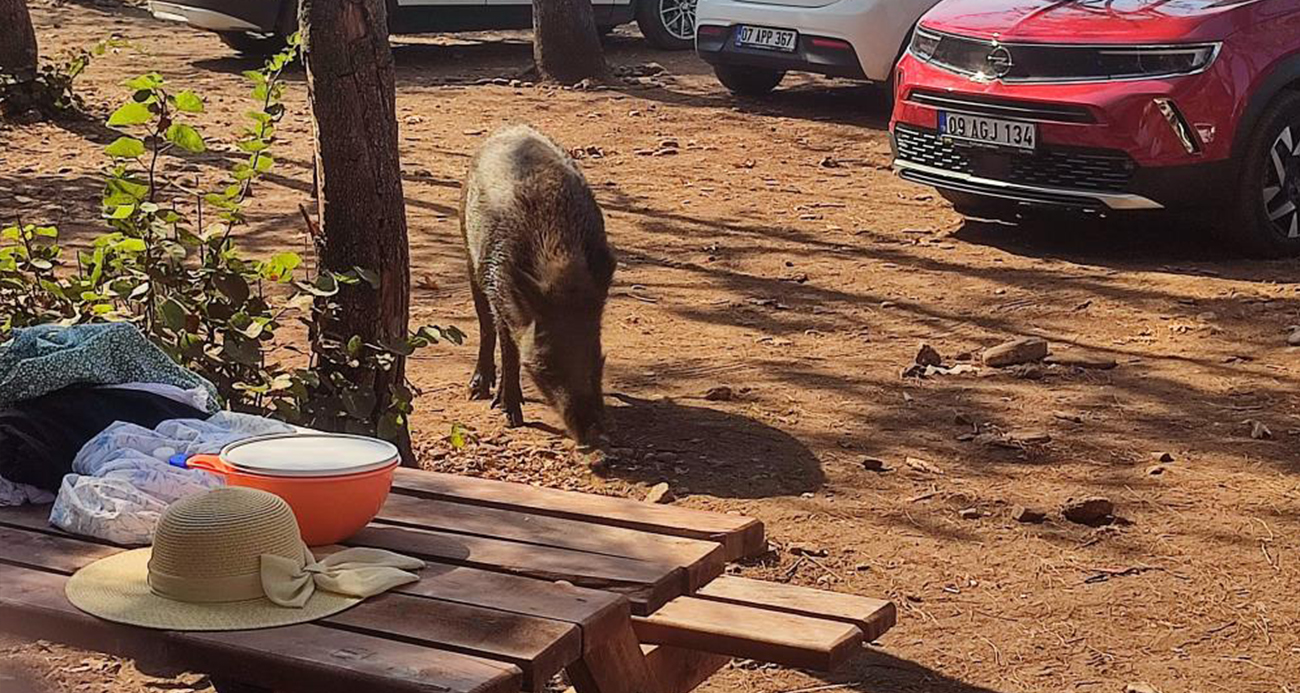 Aydın’da sıra dışı olay: Tatilci kadının çantasını yaban domuzları kaçırdı