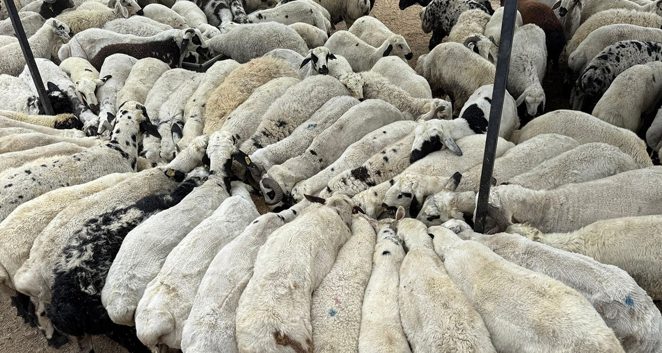 Karnı şiş kurbanlıklara dikkat: Yeme karıştırılan tuz ve sumak koyunları şişkin gösteriyor