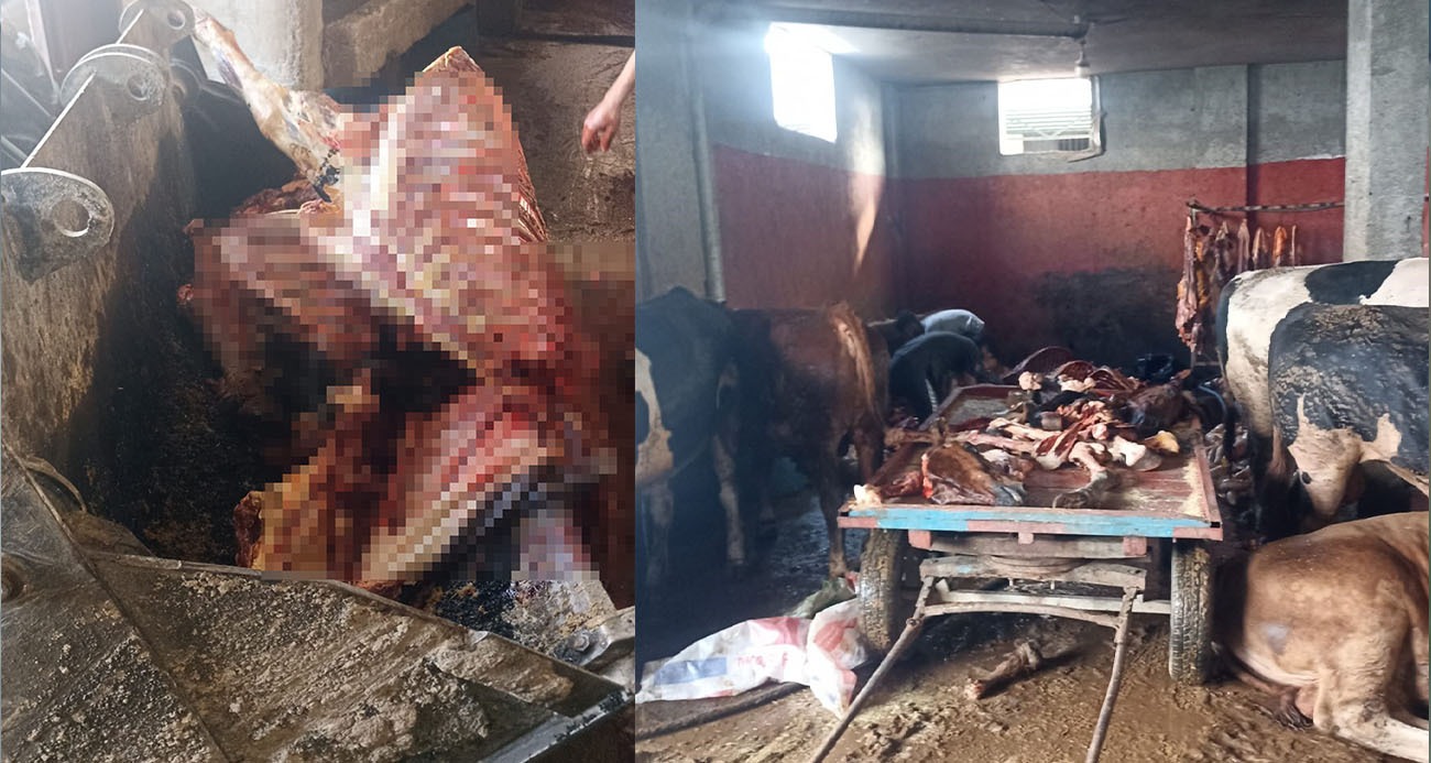 Adana’da 2,5 ton at eti ele geçirildi