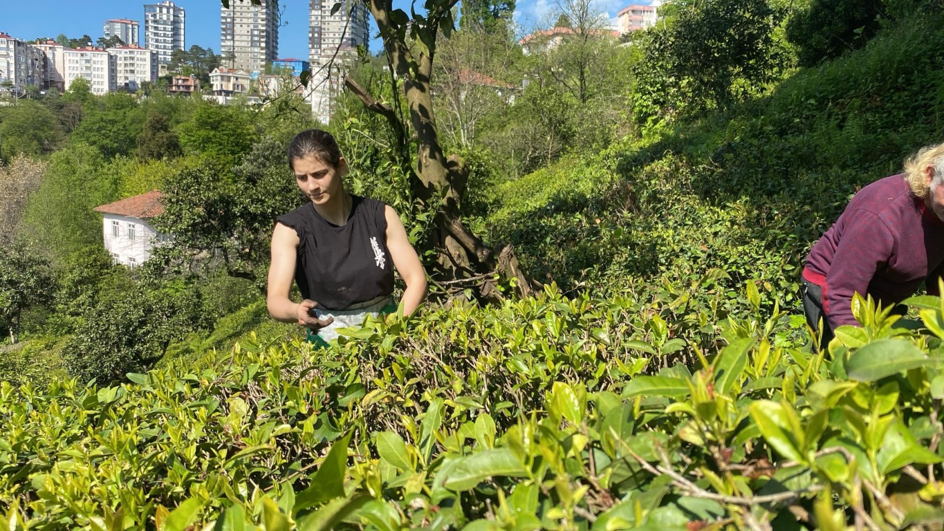 Çay bahçesinden çıkıp, Avrupa şampiyonu oldu