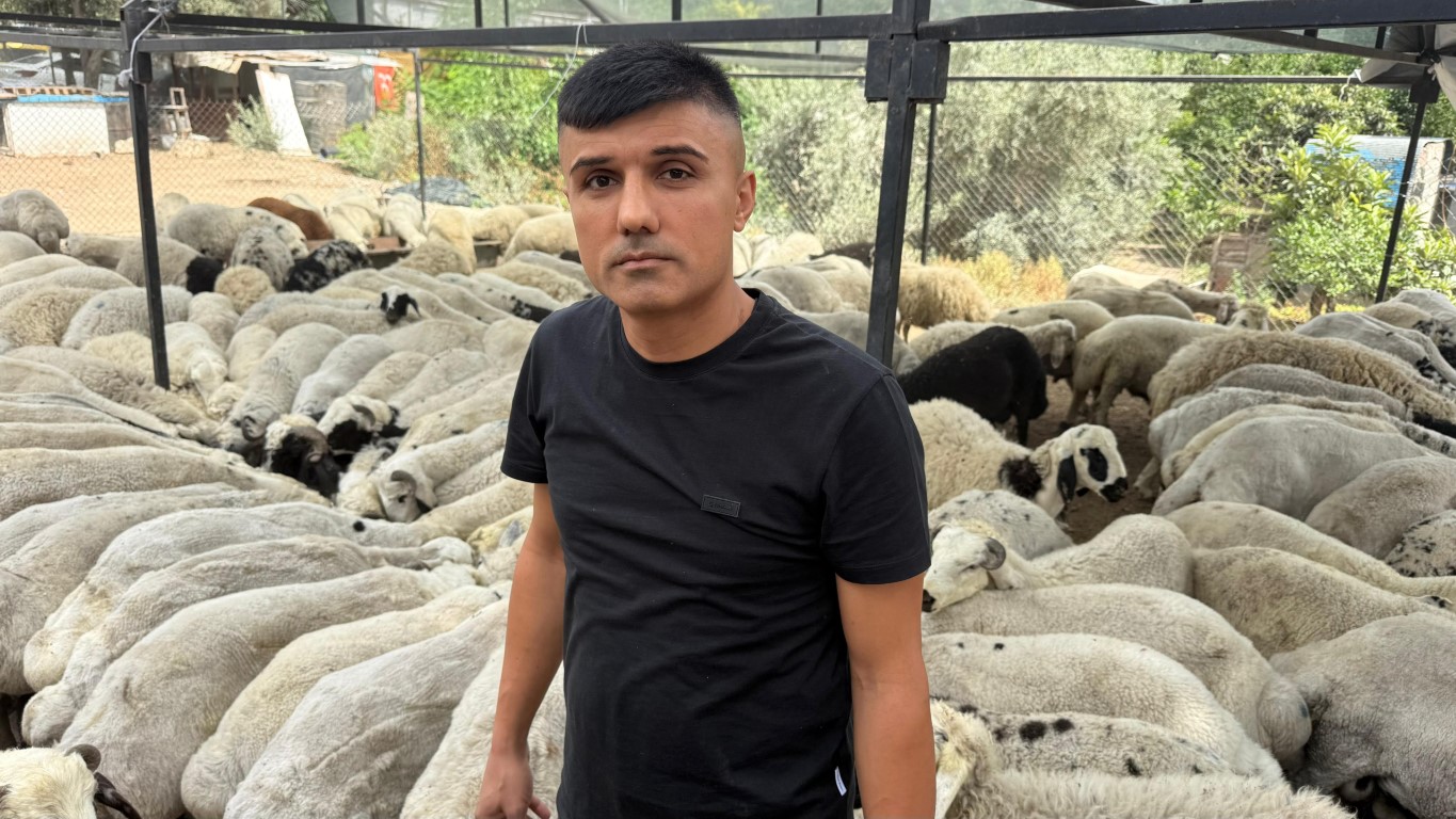 Karnı şiş kurbanlıklara dikkat: Yeme karıştırılan tuz ve sumak koyunları şişkin gösteriyor