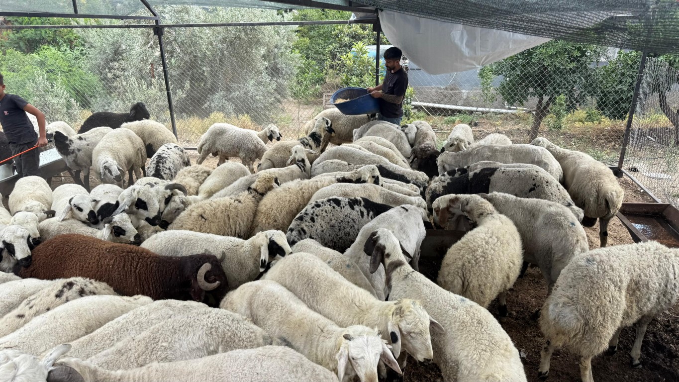 Karnı şiş kurbanlıklara dikkat: Yeme karıştırılan tuz ve sumak koyunları şişkin gösteriyor