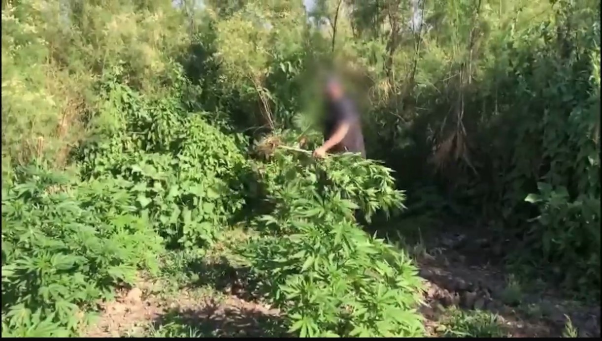 Dicle Nehri kenarında ekilen 100 milyon TL değerinde kenevir imha edildi