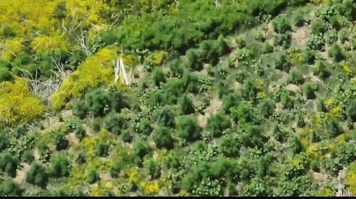 Dicle Nehri kenarında ekilen 100 milyon TL değerinde kenevir imha edildi