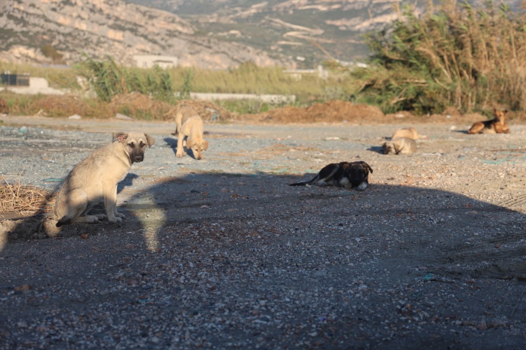 Kuduz karantinasının olduğu 4 mahallede sokak köpekleri vatandaşları tedirgin ediyor